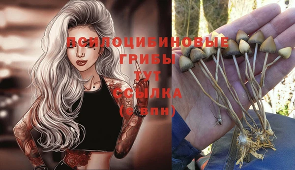 индика Баксан